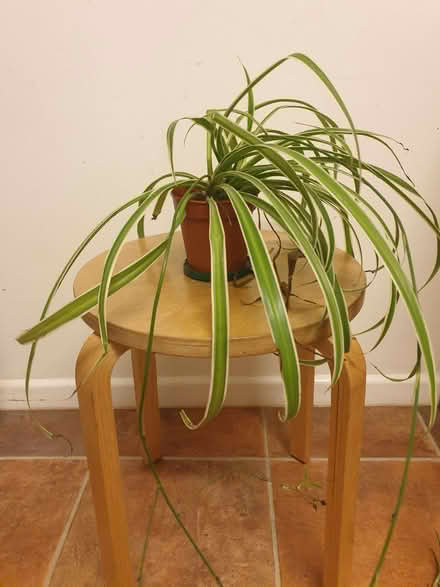 Photo of free Spider plant (Neithrop OX16) #1