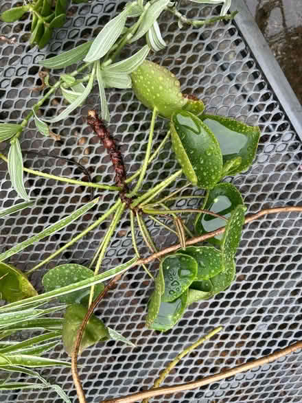 Photo of free Plant cuttings (no pots) (Little Chalfont HP8) #1