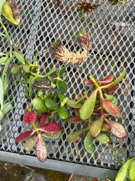 Photo of free Plant cuttings (no pots) (Little Chalfont HP8) #3
