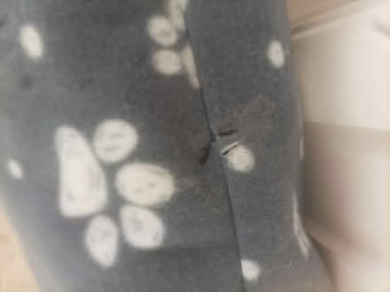 Photo of free Medium sized dog cushion (Coulsdon CR5) #2