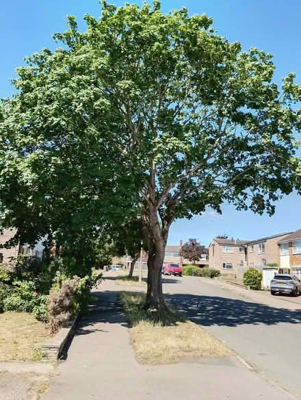 Photo of free Baby Sycamore Sapling. (Parson's Heath CO4) #3