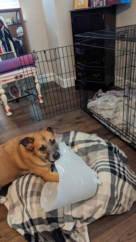 Photo of free Dog/pet crates: 2 large 1 medium (Curtis Park) #1