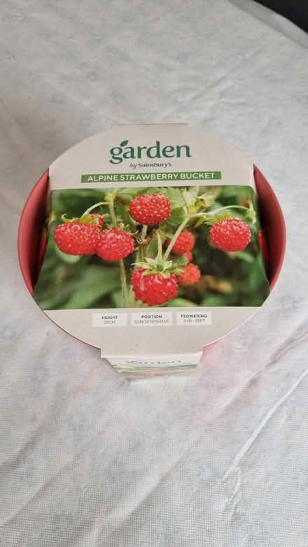 Photo of free Strawberry bucket (Warsash SO31) #1