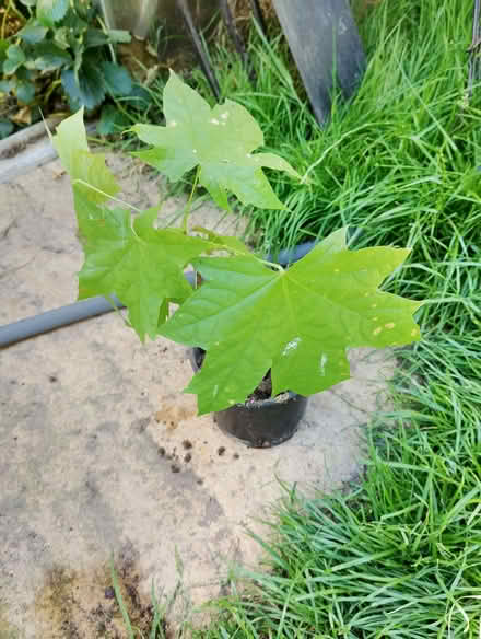 Photo of free Baby Sycamore Sapling. (Parson's Heath CO4) #1