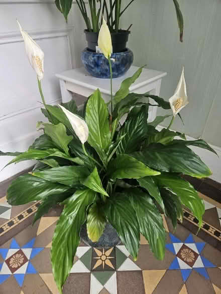 Photo of free Peace lily cutting (Broughty Ferry DD5) #1
