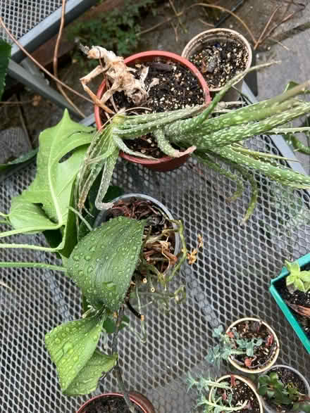 Photo of free House plants in need of TLC (Little Chalfont HP8) #3