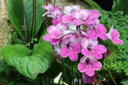 Photo of Cape Primrose - Streptocarpus (Clevedon BS21) #2