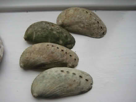 Photo of free Abalone shells (Ruddington NG11) #4