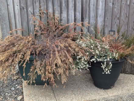Photo of free 3 x Potted Garden Plants (Enfield EN3) #2