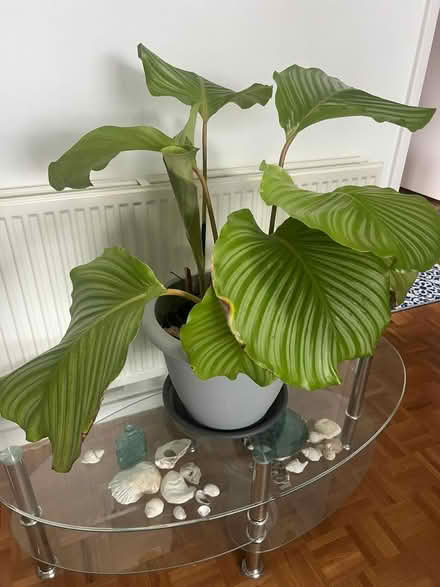 Photo of free House plant (Pagham PO21) #1