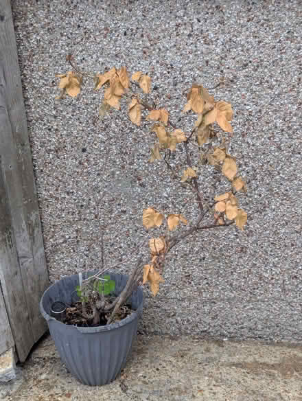 Photo of free 3 x Potted Garden Plants (Enfield EN3) #1