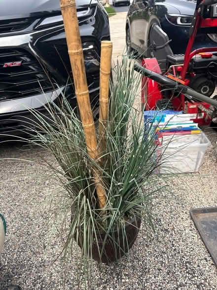 Photo of free Palm Bush (Providence Subdivision, Elgin) #1