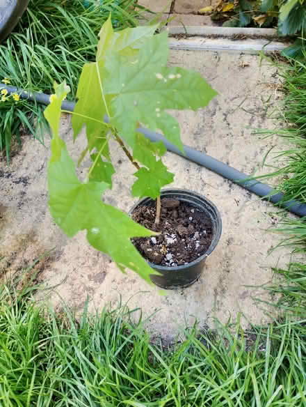 Photo of free Baby Sycamore Sapling. (Parson's Heath CO4) #2