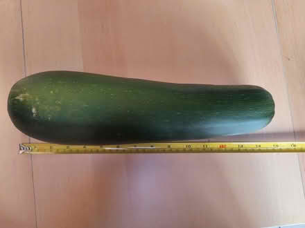 Photo of free Giant zucchini (near Maryvale Park) #1