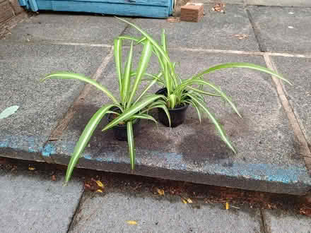 Photo of free Plants (Daybrook NG5) #3