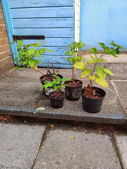 Photo of free Plants (Daybrook NG5) #1