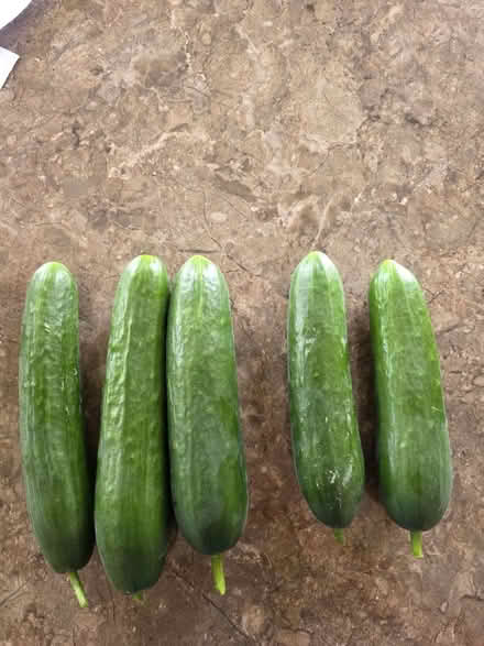 Photo of free Cucumbers 🥒 (Dronfield, S18) #1
