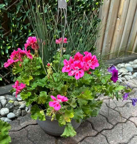 Photo of free Healthy Loved Geranium (Erin Mills) #1