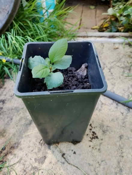 Photo of free Baby Greengage Sapling (Parson's Heath CO4) #2