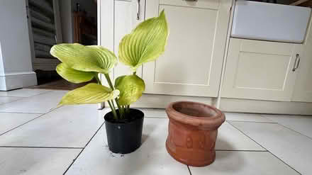 Photo of free Hosta with Terracotta Pot (Ewell, KT19) #1