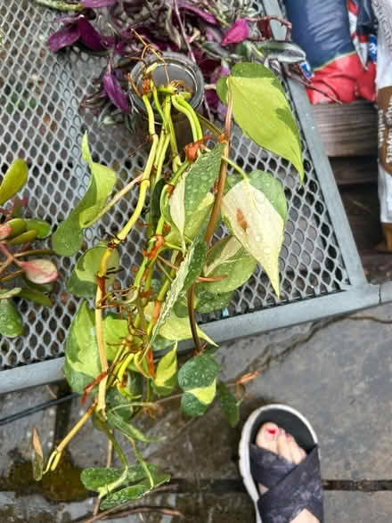 Photo of free Plant cuttings (no pots) (Little Chalfont HP8) #4