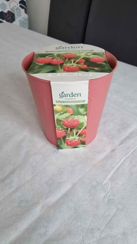 Photo of free Strawberry bucket (Warsash SO31) #2