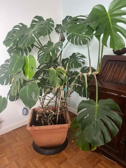 Photo of free Large House plant (Pagham PO21) #1