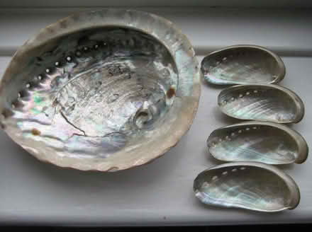 Photo of free Abalone shells (Ruddington NG11) #1
