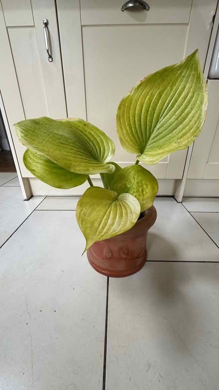 Photo of free Hosta with Terracotta Pot (Ewell, KT19) #2
