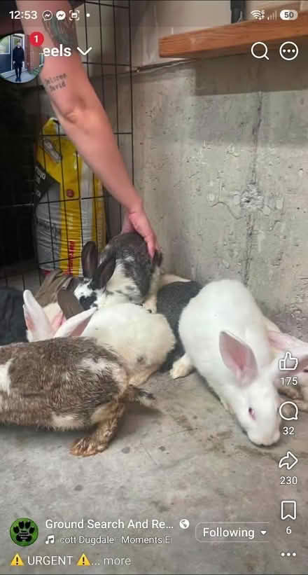 Photo of supplies for abandoned bunnies (Stanley Park Kitchener) #2