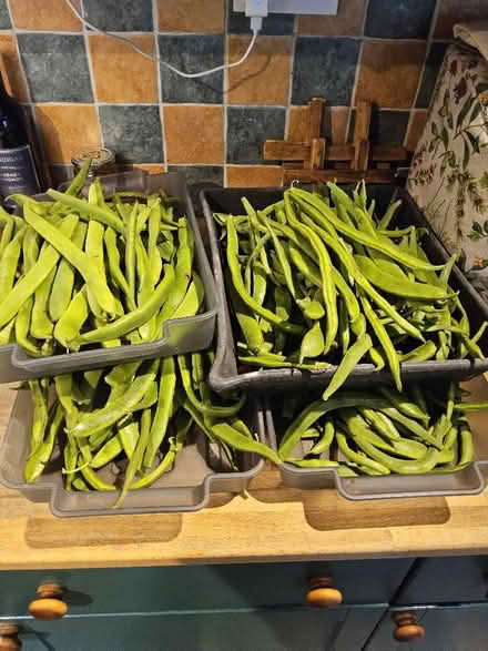 Photo of free Runner and french beans (Goss Moor Nature Reserve PL26) #1