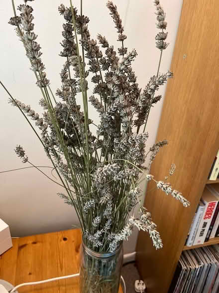 Photo of free Lavender (Barnham Broom NR9) #1