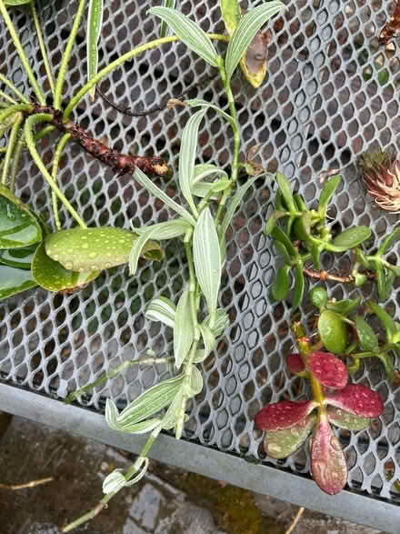 Photo of free Plant cuttings (no pots) (Little Chalfont HP8) #2