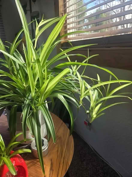 Photo of free Lots of baby spider cuttings/plants (Gill) #4
