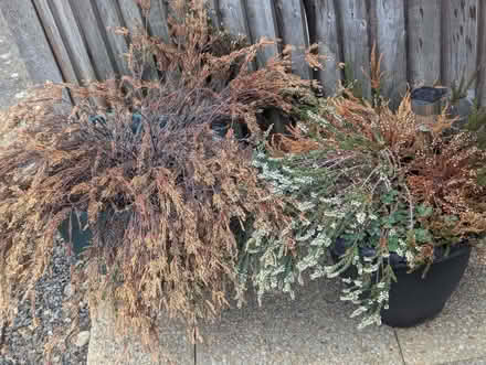 Photo of free 3 x Potted Garden Plants (Enfield EN3) #3