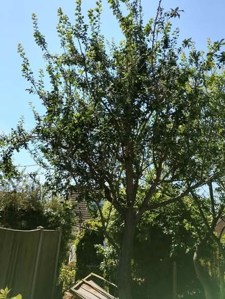 Photo of free Baby Greengage Sapling (Parson's Heath CO4) #3