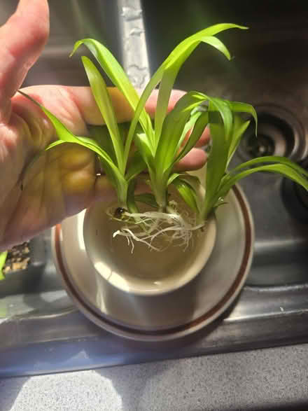 Photo of free Lots of baby spider cuttings/plants (Gill) #1