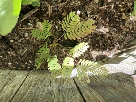 Photo of free Mimosa Tree Babies (Near Eubank Costco) #1