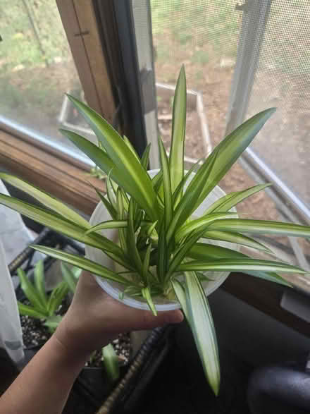 Photo of free Lots of baby spider cuttings/plants (Gill) #3