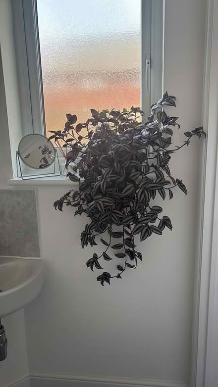 Photo of free Cuttings of this plant (Halewood L26) #1