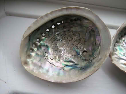 Photo of free Abalone shells (Ruddington NG11) #2