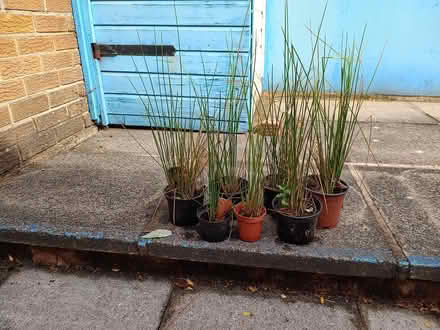 Photo of free Plants (Daybrook NG5) #4