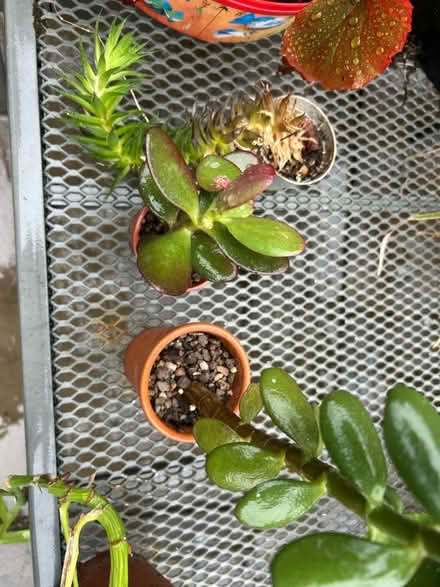 Photo of free House plants in need of TLC (Little Chalfont HP8) #2