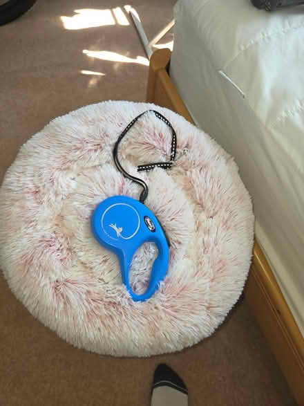 Photo of free Cat Litter Box/Bed/Lead (Baldoyle) #2