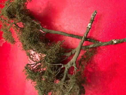 Photo of free Model Railway Trees (East Oakley RG23) #2