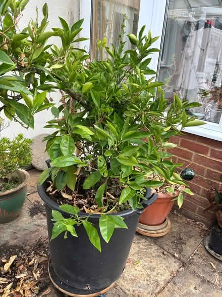 Photo of free Citrus tree/bush (Hamsey Green CR6) #1