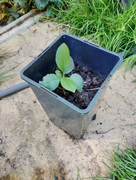 Photo of free Baby Greengage Sapling (Parson's Heath CO4) #1