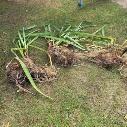 Photo of free Pond plants - yellow water Iris (Bramford IP8) #1