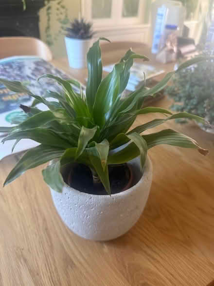 Photo of free 3 Houseplants (Exeter EX2) #3