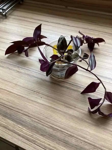 Photo of free Tradescantia Cuttings (Charminster BH8) #1
